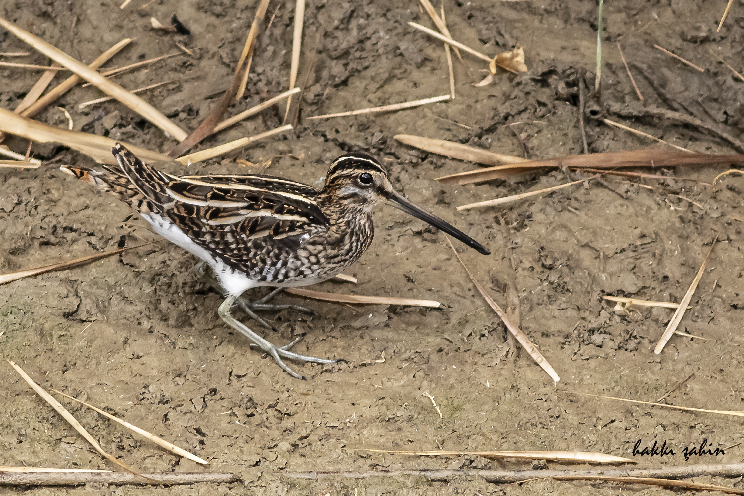 Common Snipe